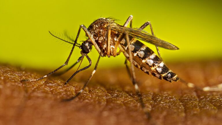 Confirmaron un caso de dengue en una localidad entrerriana