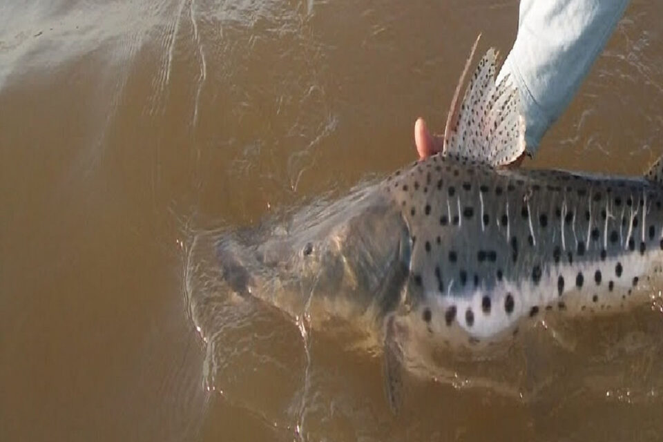 Entre Ríos rige la veda para la pesca de surubí hasta el 15 de marzo