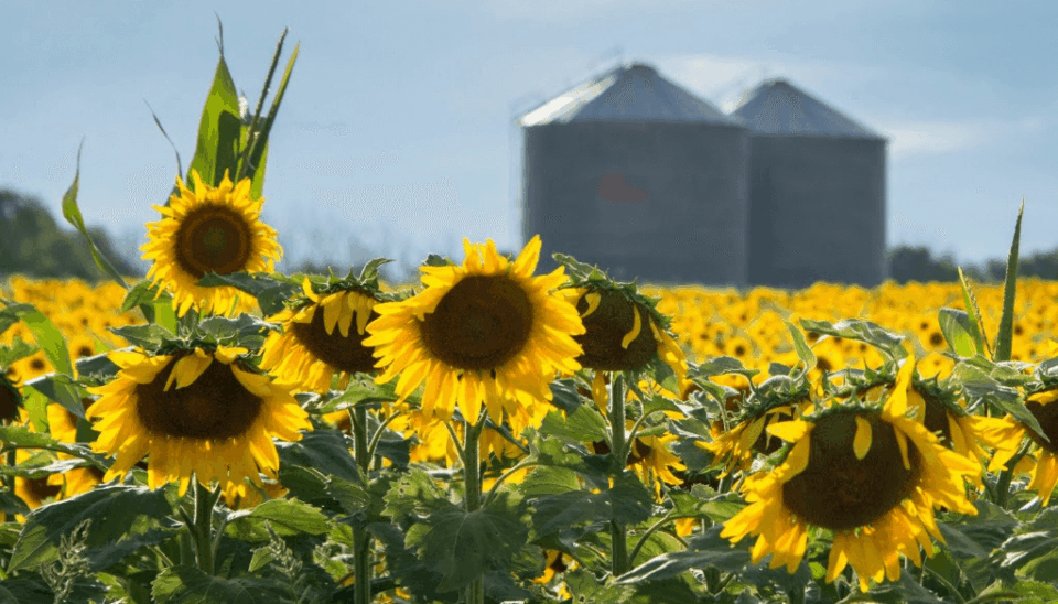 El USDA proyecta una producción récord de 7 millones de toneladas y Argentina escala posiciones en el mercado mundial