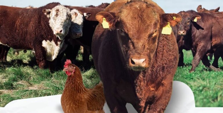 Sanidad en acción: Gualeguaychú será sede del congreso nacional de Fundaciones y Entes sanitarios