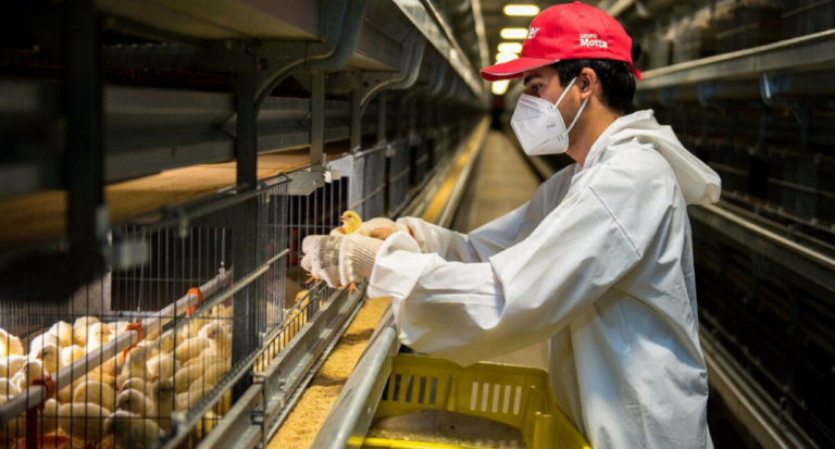La importancia de la visión técnica y sanitaria en la producción avícola en Entre Ríos
