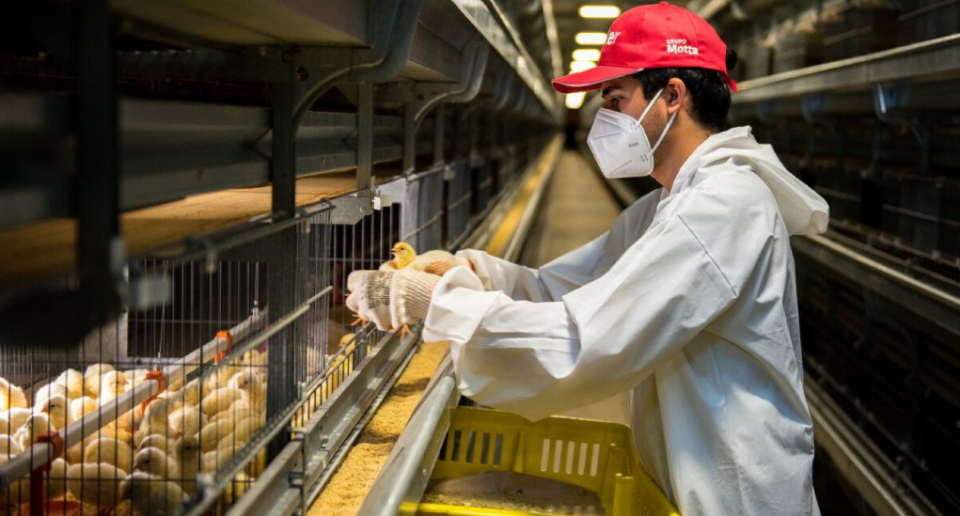 La importancia de la visión técnica y sanitaria en la producción avícola en Entre Ríos